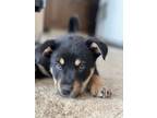 Adopt Ollie a Black - with Tan, Yellow or Fawn Shepherd (Unknown Type) / Terrier
