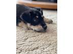 Adopt Elmer a Black - with Tan, Yellow or Fawn Shepherd (Unknown Type) / Mixed