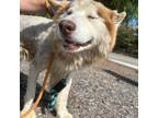 Adopt Reggie a Husky / Mixed dog in Eufaula, OK (38274420)