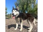 Adopt Zazu a Black Husky / Mixed dog in Eufaula, OK (38274421)