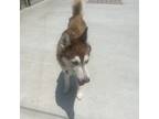 Adopt Rufio a Husky / Mixed dog in Eufaula, OK (38274422)