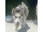 Adopt Googly a Gray/Silver/Salt & Pepper - with Black Husky / Mixed dog in