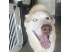 Adopt Calab a Husky / Mixed dog in Eufaula, OK (38274424)