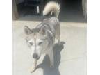 Adopt Chia a Gray/Silver/Salt & Pepper - with Black Husky / Mixed dog in