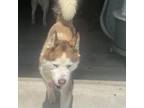 Adopt Robbie a Husky / Mixed dog in Eufaula, OK (38274427)