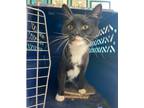 Adopt Beau-B a Black & White or Tuxedo Domestic Shorthair (short coat) cat in