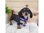 Dachshund Puppy for sale in Centerville, IA, USA