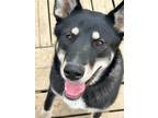 Adopt Boo a Brown/Chocolate Husky / Mixed dog in Spruce Grove, AB (38274533)