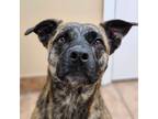 Adopt Luna McCookie a Brindle Pit Bull Terrier / Mixed dog in Broken Arrow