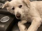 Adopt Leia (fka Diamond) DFW a White Great Pyrenees / Mixed dog in Statewide