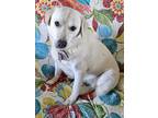 Adopt Poppy Louise DFW a White Great Pyrenees / Mixed dog in Statewide