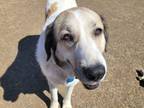 Adopt Amino DFW a White Anatolian Shepherd / Great Pyrenees / Mixed dog in