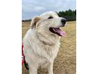Adopt Koda Leigh DFW a White Great Pyrenees dog in Statewide, TX (38274897)