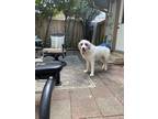 Adopt Leo - ATX a White Great Pyrenees / Mixed dog in Statewide, TX (38274900)