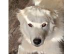 Adopt Meera fka Camille ATX a White Great Pyrenees dog in Statewide