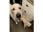 Adopt Sir Everest DFW a White Akbash / Great Pyrenees / Mixed dog in Statewide