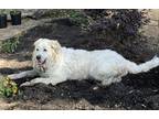 Adopt Sharon SAT a White Great Pyrenees / Mixed dog in Statewide, TX (38274945)