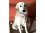 Adopt Clover Girl The Laredo Girls SAT a White Great Pyrenees / Mixed dog in