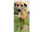 Adopt COH Francis a Red/Golden/Orange/Chestnut Labrador Retriever / Mixed dog in
