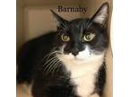 Adopt Barnaby 23414 a All Black Domestic Shorthair / Mixed cat in Escanaba