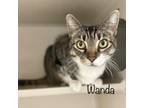 Adopt Wanda 23415 a Brown or Chocolate Domestic Shorthair / Mixed cat in