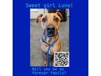Adopt Luna a Black Mouth Cur / Mixed dog in Dickinson, TX (38275634)