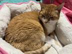 Adopt Bob a Orange or Red Domestic Shorthair (short coat) cat in Silverdale