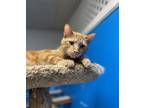 Adopt Ron a Orange or Red Tabby Domestic Shorthair (short coat) cat in Chicago