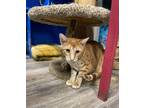 Adopt Harry a Orange or Red Tabby Domestic Shorthair (short coat) cat in