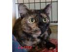 Adopt Carole a Tortoiseshell Domestic Shorthair (short coat) cat in Colfax