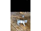 Adopt Fluffernutter a White Dachshund / Mixed dog in Dallas, TX (38277313)
