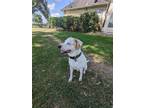 Adopt Breezy a Catahoula Leopard Dog / Labrador Retriever dog in Houston