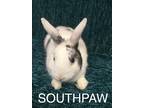 Adopt Southpaw a White Harlequin / Mixed (short coat) rabbit in lake elsinore