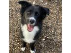 Adopt Pru a Black Border Collie / Mixed dog in Lindenwold, NJ (38277042)