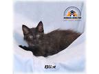 Adopt Blist a Black (Mostly) Domestic Mediumhair (medium coat) cat in Howell
