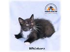 Adopt Whiskers a Black & White or Tuxedo Domestic Shorthair (short coat) cat in