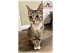 Adopt Magnolia a Brown Tabby Colorpoint Shorthair (short coat) cat in Howell