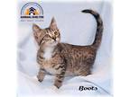 Adopt Boots a Brown Tabby Domestic Shorthair (short coat) cat in Howell