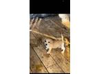 Adopt Puddin a Tan/Yellow/Fawn Dachshund / Mixed dog in Dallas, TX (38277334)