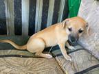 Adopt Cupcake a Tan/Yellow/Fawn Dachshund / Mixed dog in Dallas, TX (38277401)