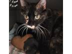 Adopt Momma LuLu a Calico or Dilute Calico Domestic Shorthair / Mixed cat in