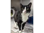 Adopt Patches a All Black Domestic Shorthair / Domestic Shorthair / Mixed cat in