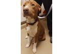 Adopt Baylor a Brown/Chocolate - with White Labrador Retriever / Pit Bull