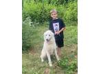 Adopt Rubble a White Great Pyrenees / Poodle (Standard) / Mixed dog in Rockmart