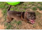 Adopt Madea a Brown/Chocolate Labrador Retriever / American Pit Bull Terrier /