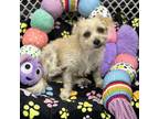 Adopt Love Bug a White - with Tan, Yellow or Fawn Terrier (Unknown Type