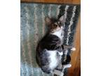 Adopt Momma Be a Brown Tabby Domestic Shorthair (short coat) cat in Toms River