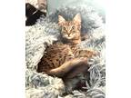 Adopt Kuina a Brown Tabby Domestic Mediumhair (medium coat) cat in Orange