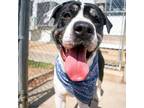 Adopt Cool Hand Luke a White - with Black Mixed Breed (Large) / Mixed dog in