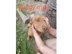 Adopt Buddy a Red/Golden/Orange/Chestnut Catahoula Leopard Dog / Mixed dog in